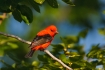 One;Piranga-olivacea;Scarlet-Tanager;Tanager;avifauna;bird;birds;color-image;col